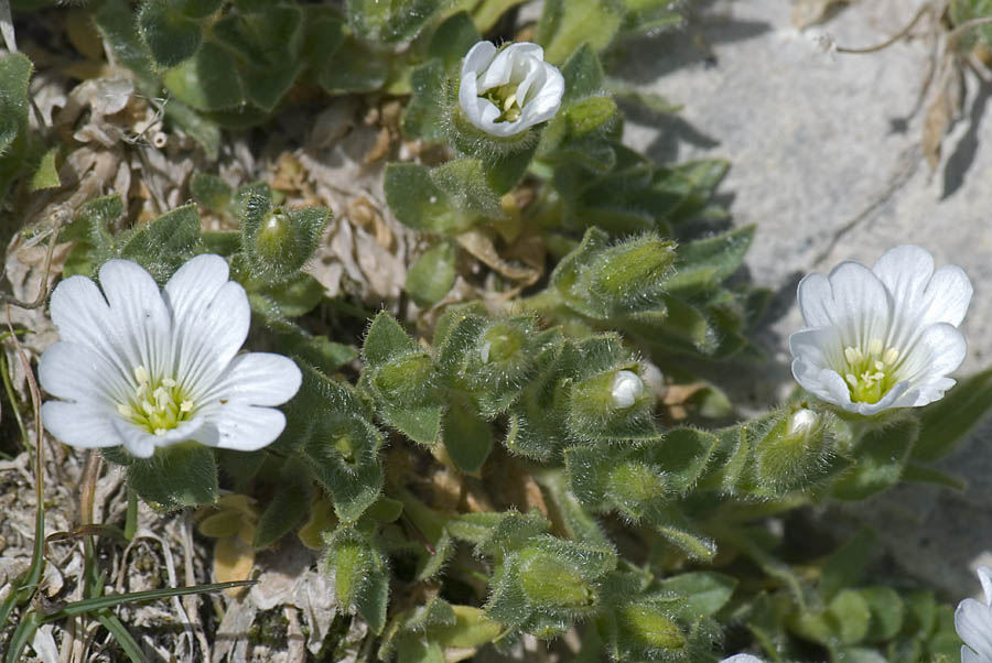 Cerastium alpinum / Peverina alpina